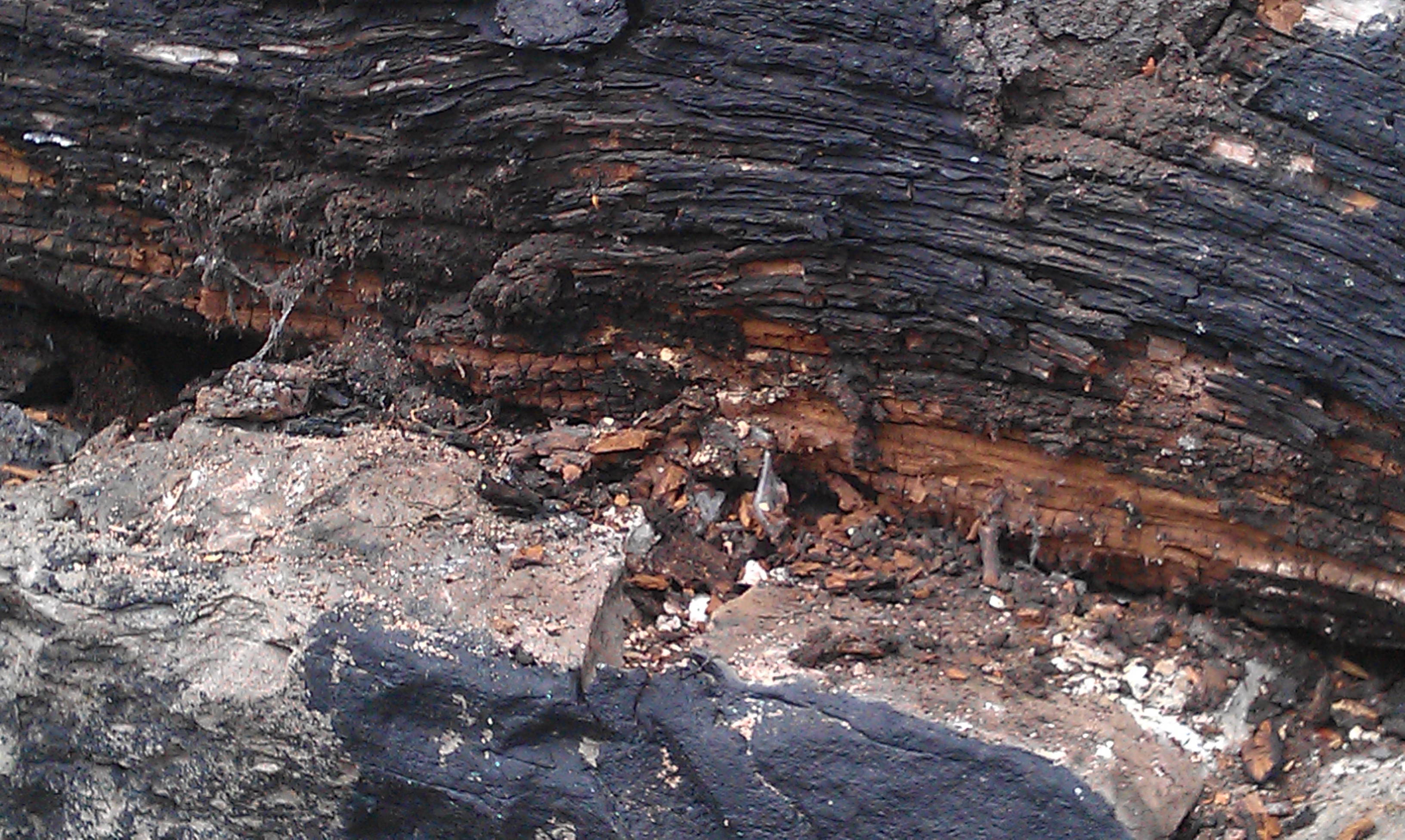 IMAG0299 Rotten timber